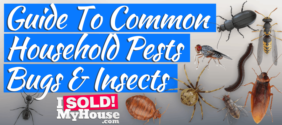 featured image for household pests article